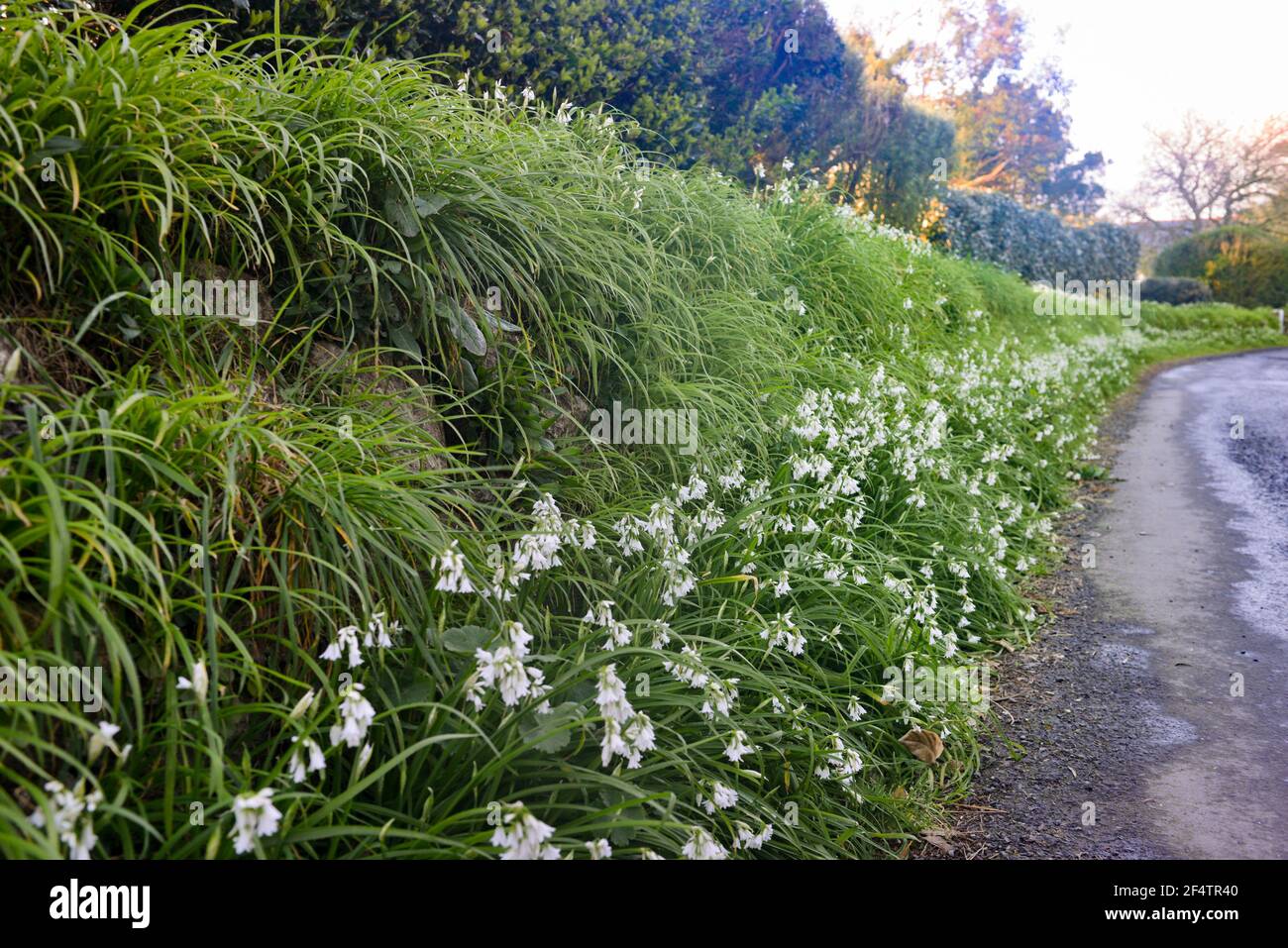Haie de route pleine de fleurs d'allium triquetrum Banque D'Images