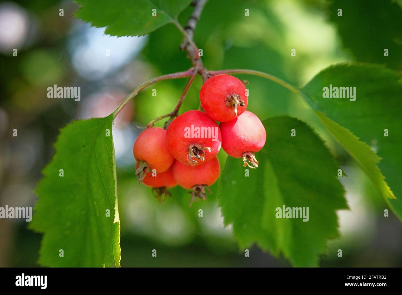 Beaucoup de petites pommes paradis rouges sur la branche de pommier. Concept de récolte d'automne. Banque D'Images