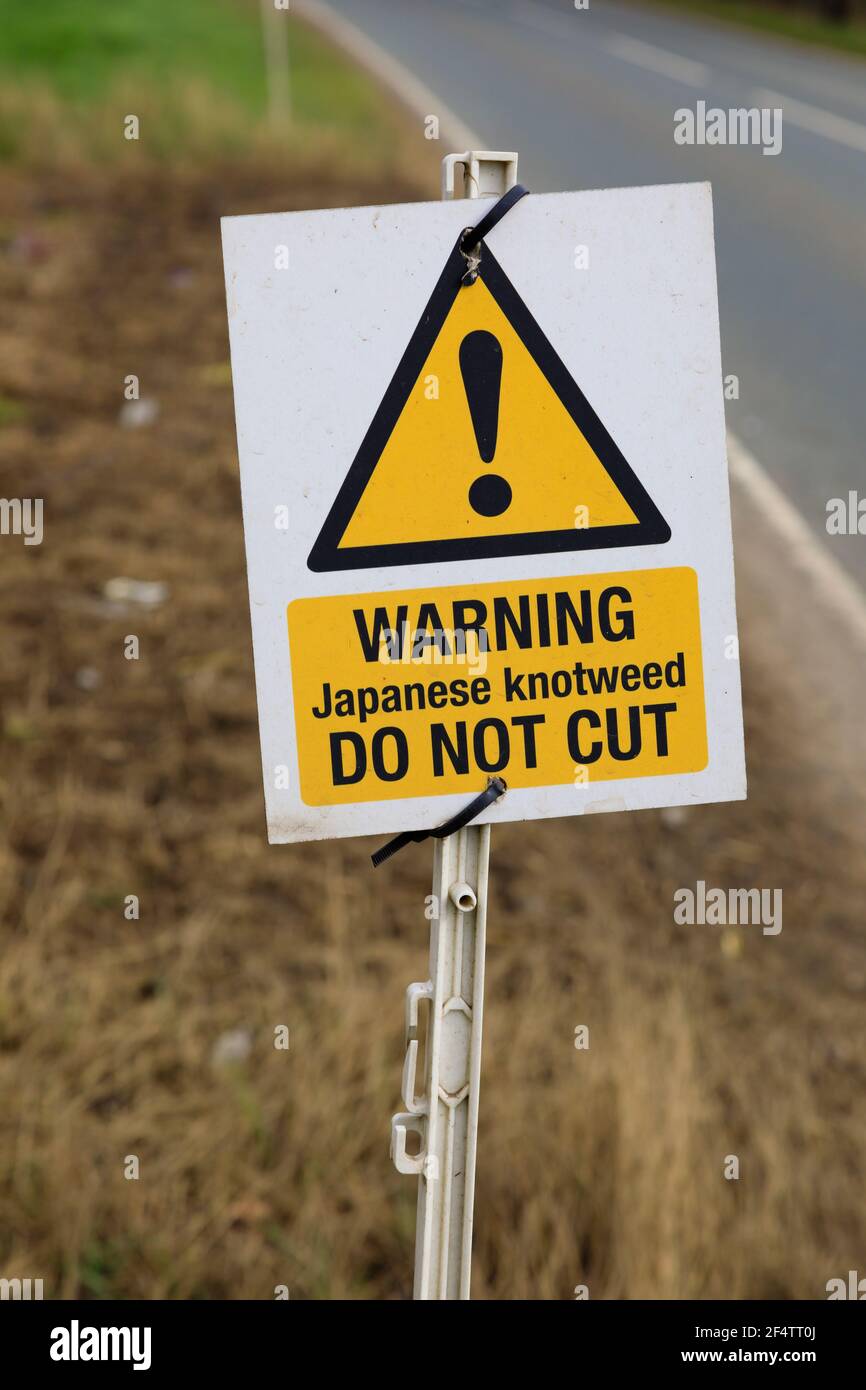 Panneaux d'avertissement de danger japonais de mauvaise herbe près de Honington Village, près de Grantham, Licolnshire, Angleterre. Banque D'Images