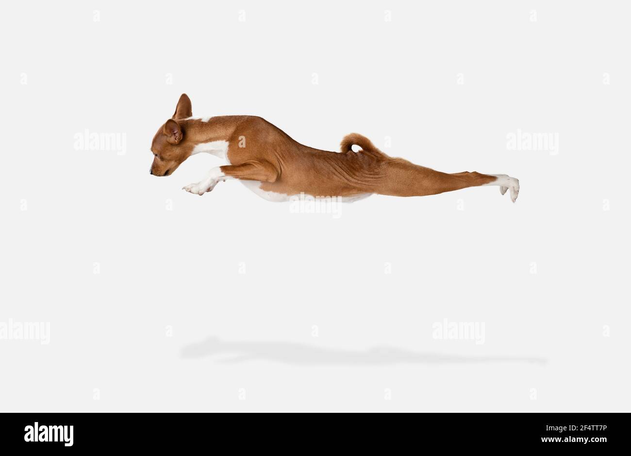 Mignon chiot de chien Basenji posant isolé sur fond blanc Banque D'Images