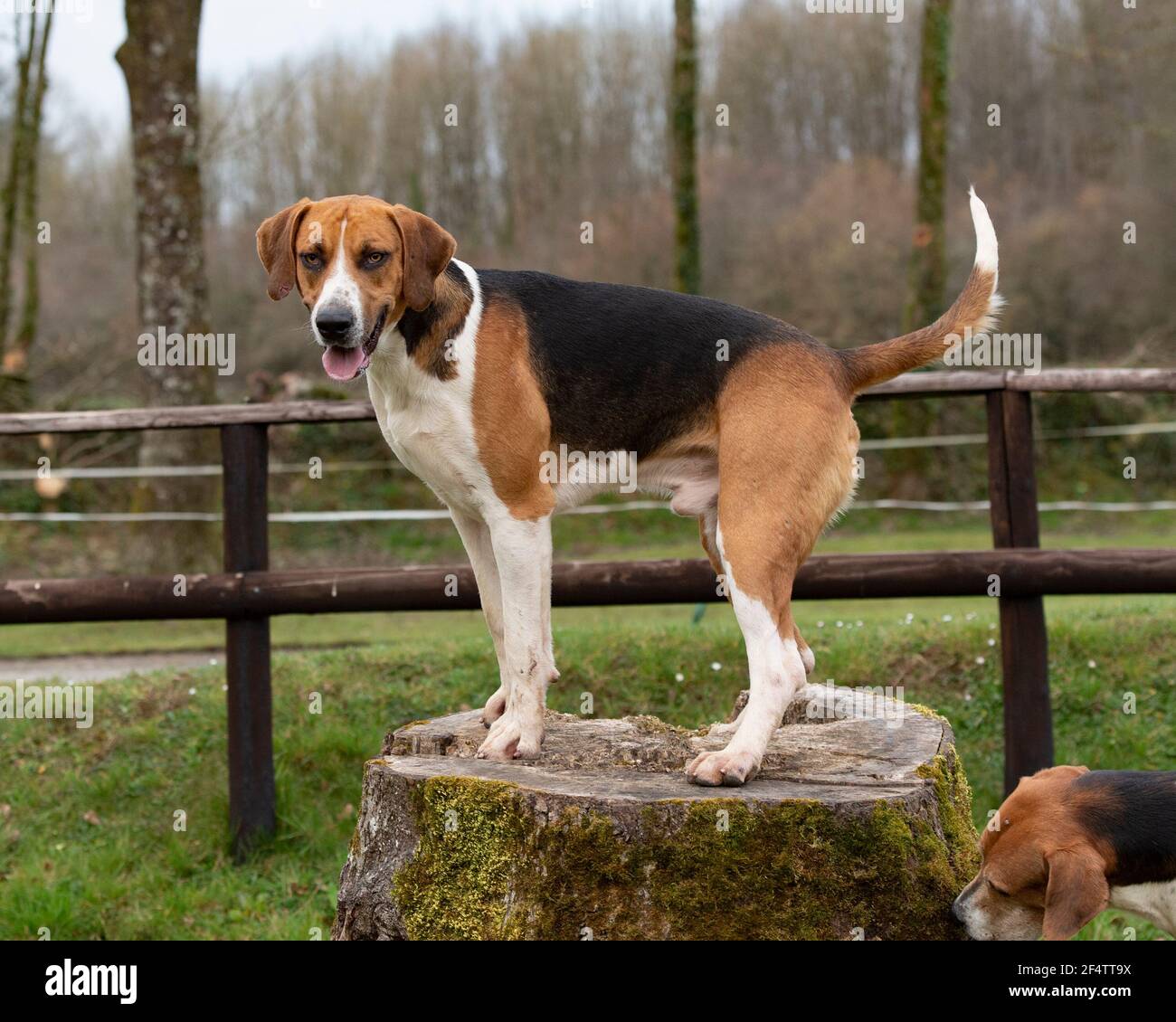 Vieux Foxhound Anglais Banque D'Images
