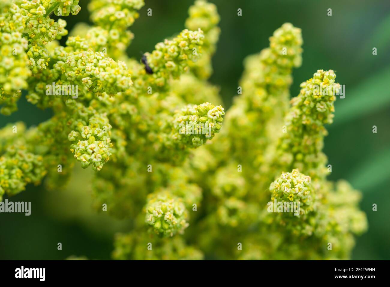 Fleurs sumac en fleurs en été Banque D'Images