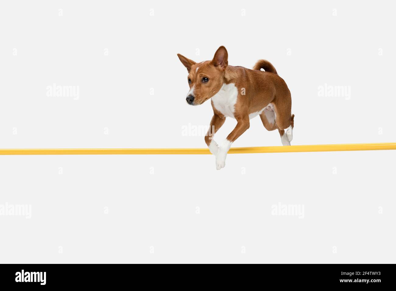 Mignon chiot de chien Basenji posant isolé sur fond blanc Banque D'Images