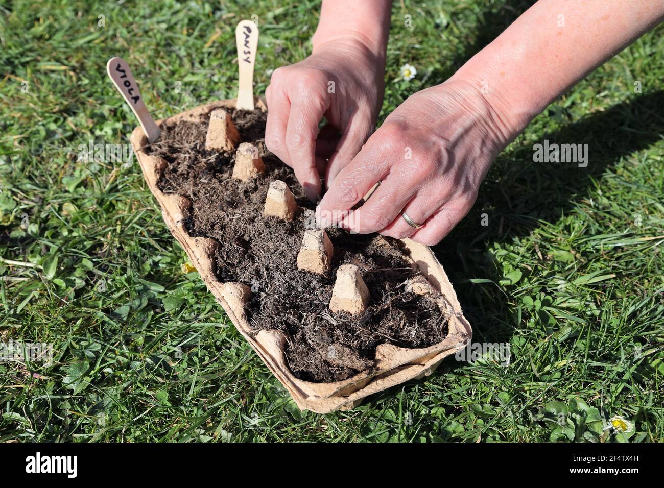 Jardinier réutilisant un carton d'oeufs pour germer des graines, Royaume-Uni Banque D'Images Jardinier réutilisant un carton d'oeufs pour germer des graines, Royaume-Uni Banque D'Images