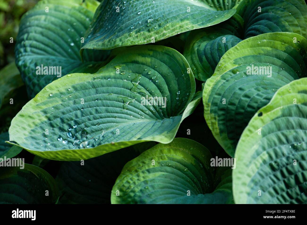 Aménagement de feuilles vertes tropicales humides. Nature printemps ou été fond et texture. Banque D'Images