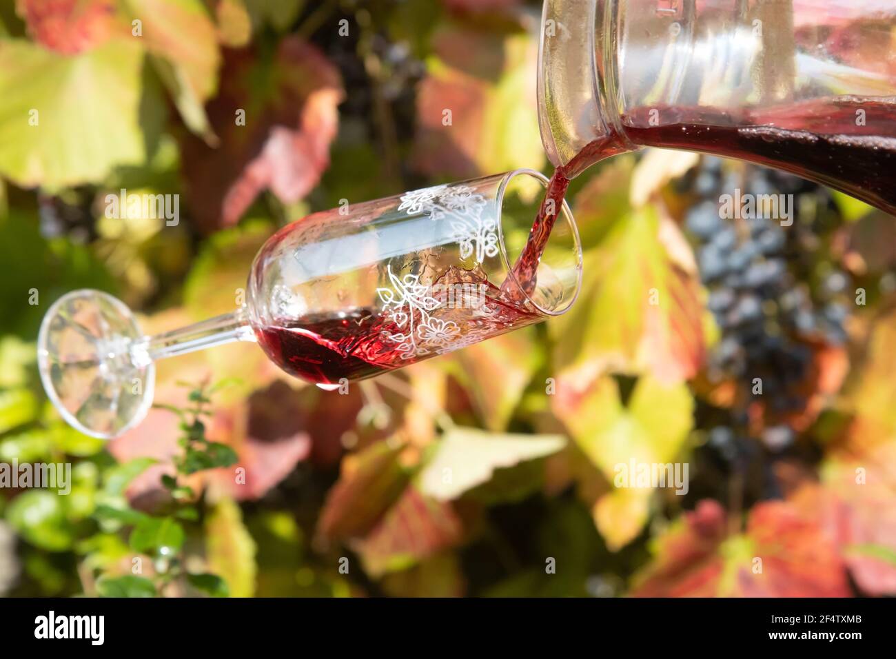 Verser le vin rouge de la carafe dans un verre tombant, sur le fond d'un vignoble avec des raisins. Banque D'Images