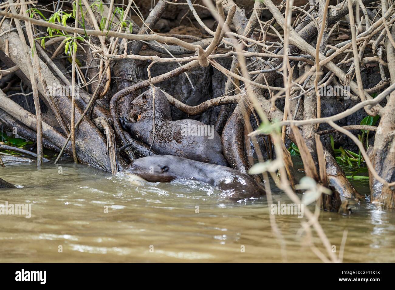 Loutre de rivière géante, Pteronura brasiliensis, mammifère carnivore sud-américain, membre le plus long de la famille des belés, Mustelidae. Groupe de loutres festin Banque D'Images