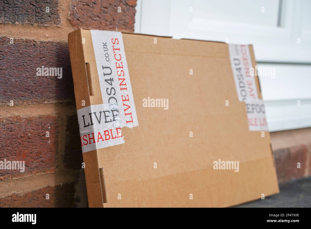 Une boîte d'insectes vivants a été livrée dans une boîte en carton à la porte d'entrée d'une maison résidentielle britannique. Livraison de colis inhabituelle. Banque D'Images