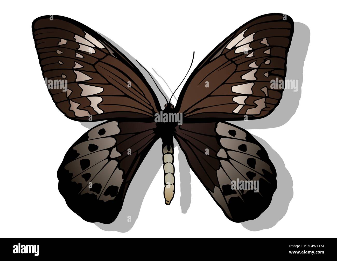 Goliath Birdwing Illustration de Vecteur