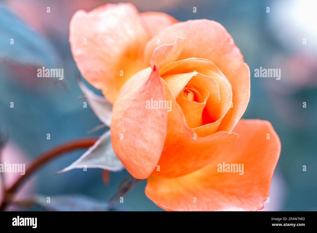 Belle orange corail roses fleurs dans le jardin de près. Effet teinté Banque D'Images