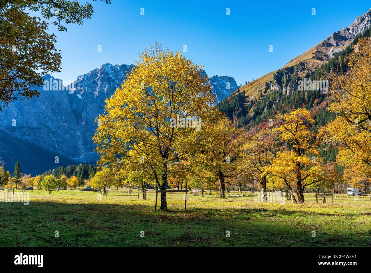 Vue d'automne des érables à Ahornboden, Karwendel, Tyrol, Autriche Banque D'Images