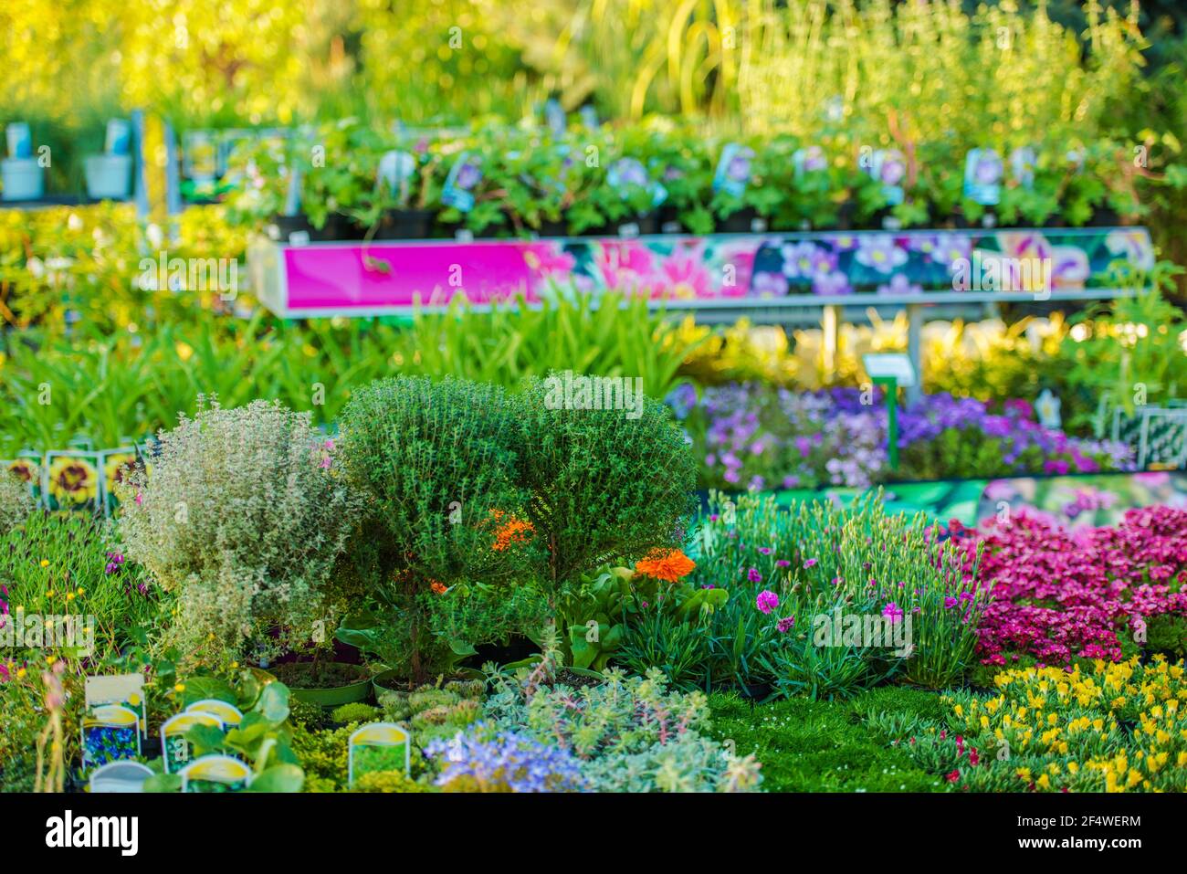 Vaste sélection de fleurs et plantes colorées à l'intérieur du magasin de jardin. Thème de jardinage du printemps. Banque D'Images