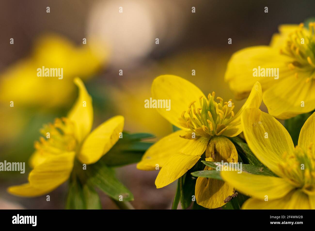 Gros plan de fleurs d'aconite jaune vif d'hiver (Eranthis hyemalis) fleurissant au début du printemps Banque D'Images