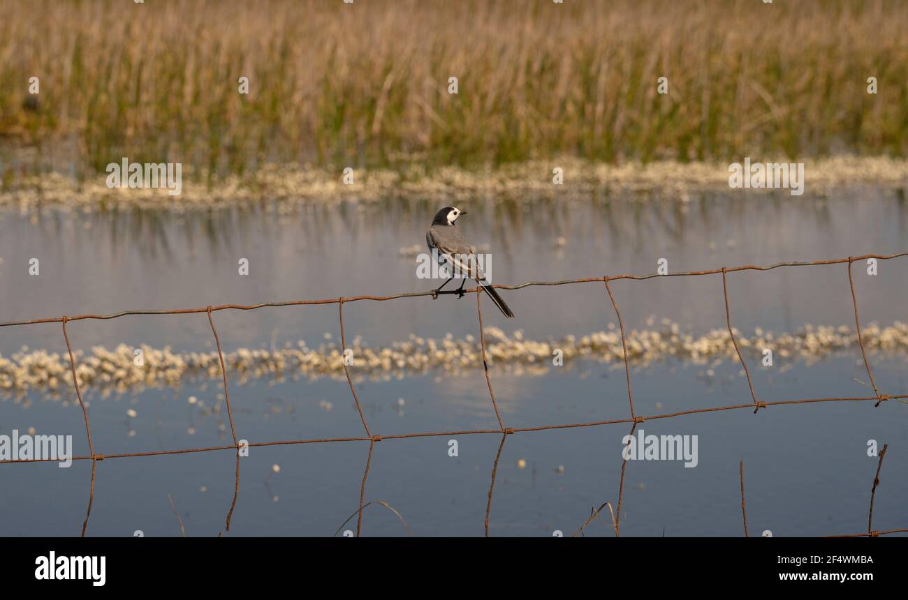 White Wagtail - motacilla alba Banque D'Images