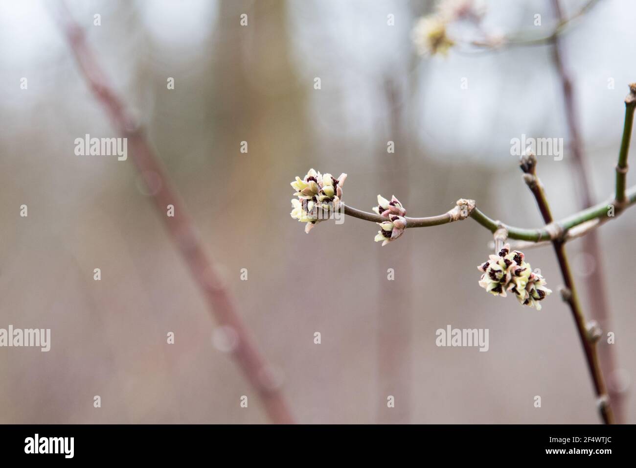 bush avec de belles fleurs blanches au début du printemps Banque D'Images