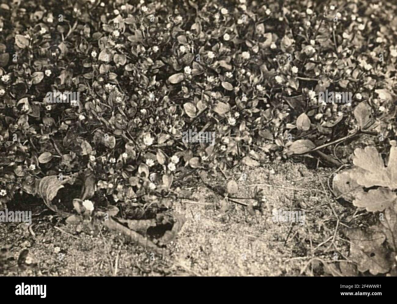Birdmeer ordinaire (milieux Stellaria) Banque D'Images