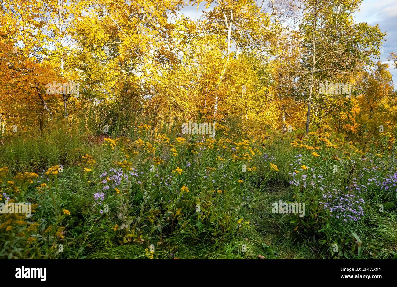 Fleurs sauvages en fleur au parc national de Tettegouche, dans le Minnesota Banque D'Images