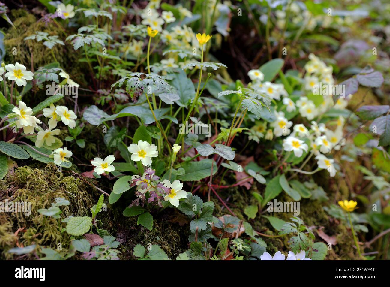 Banque de primroses sauvages Banque D'Images