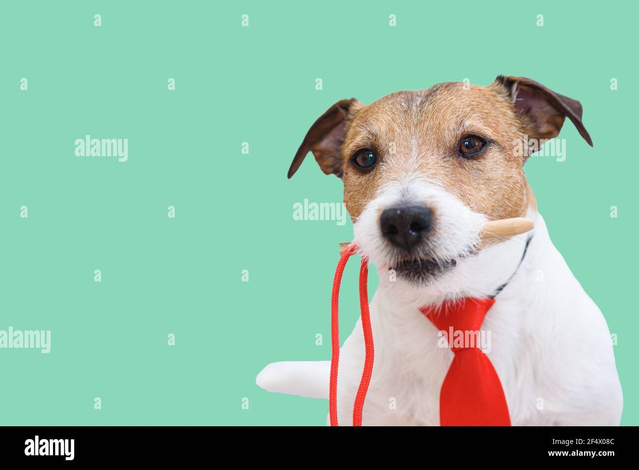 Concept humoristique de déplacer l'expression de l'aiguille avec le port de  chien cravate rouge et aiguille de maintien dans la bouche Photo Stock -  Alamy