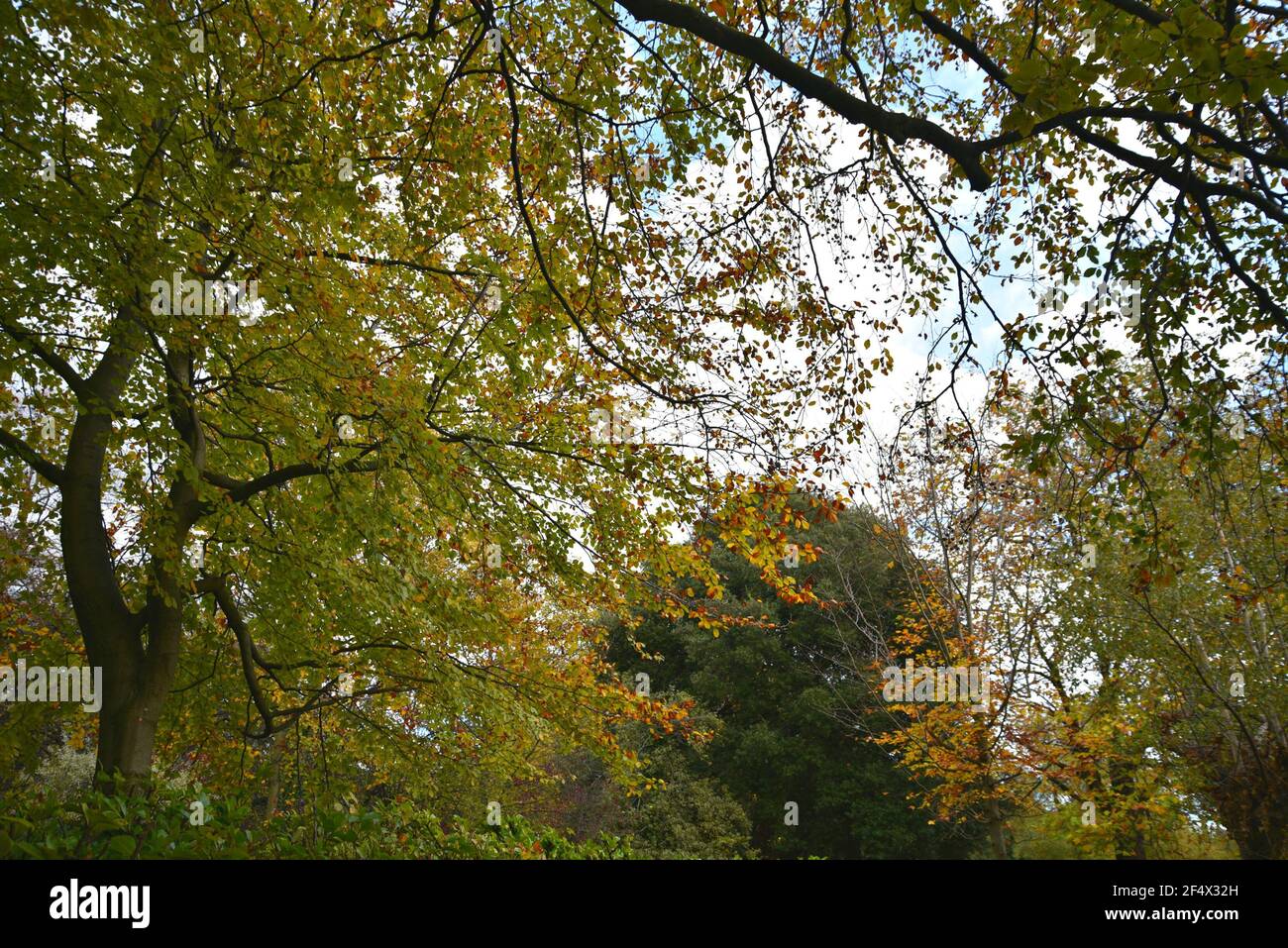 Paysage d'automne à Phoenix Park à Dublin, Irlande. Banque D'Images