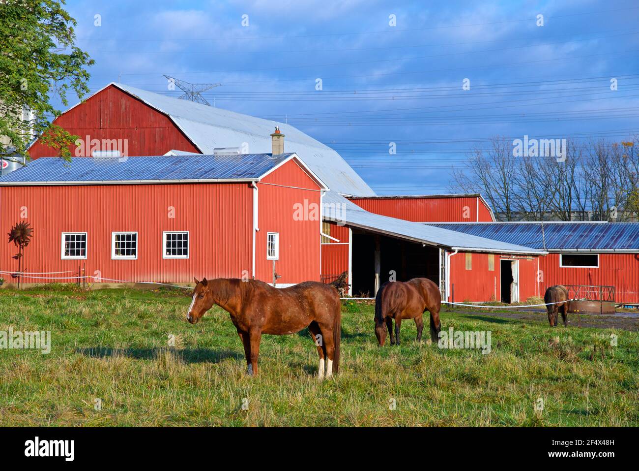 Ferme équestre avec une ferme rouge au Canada Banque D'Images