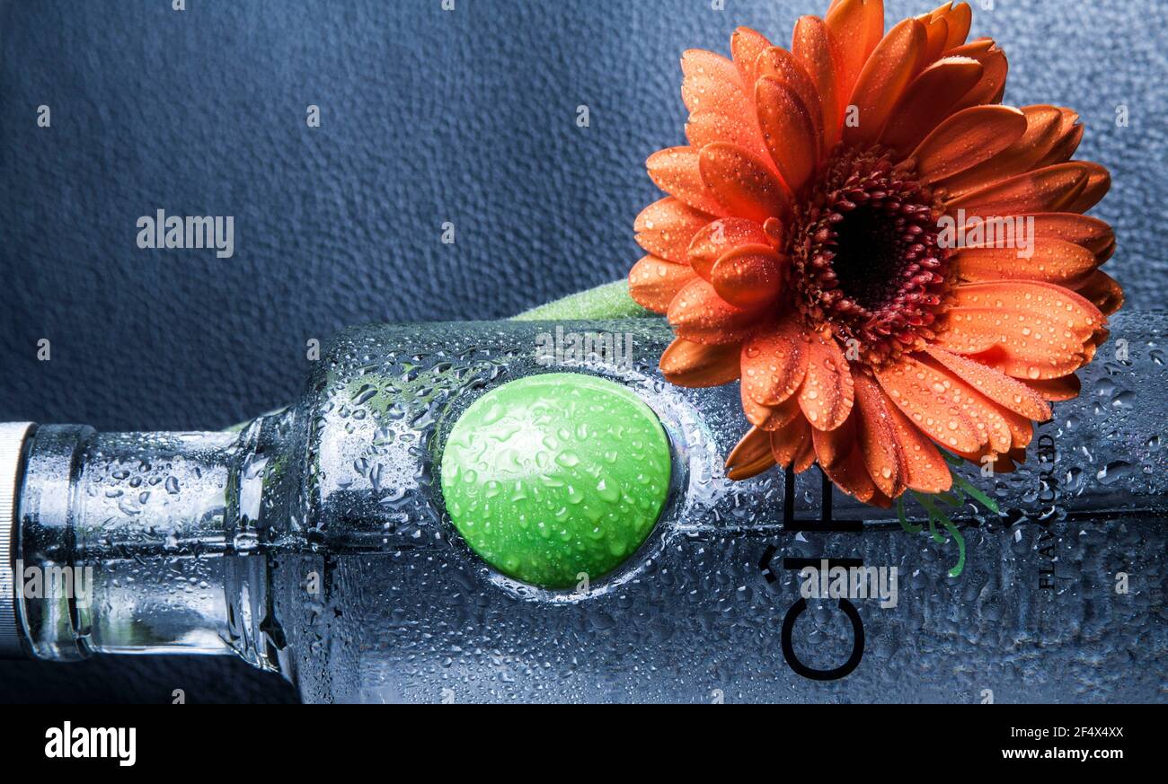 Orange Gerbera Daisy reposant sur une bouteille de cidre, isolée sur fond noir Banque D'Images