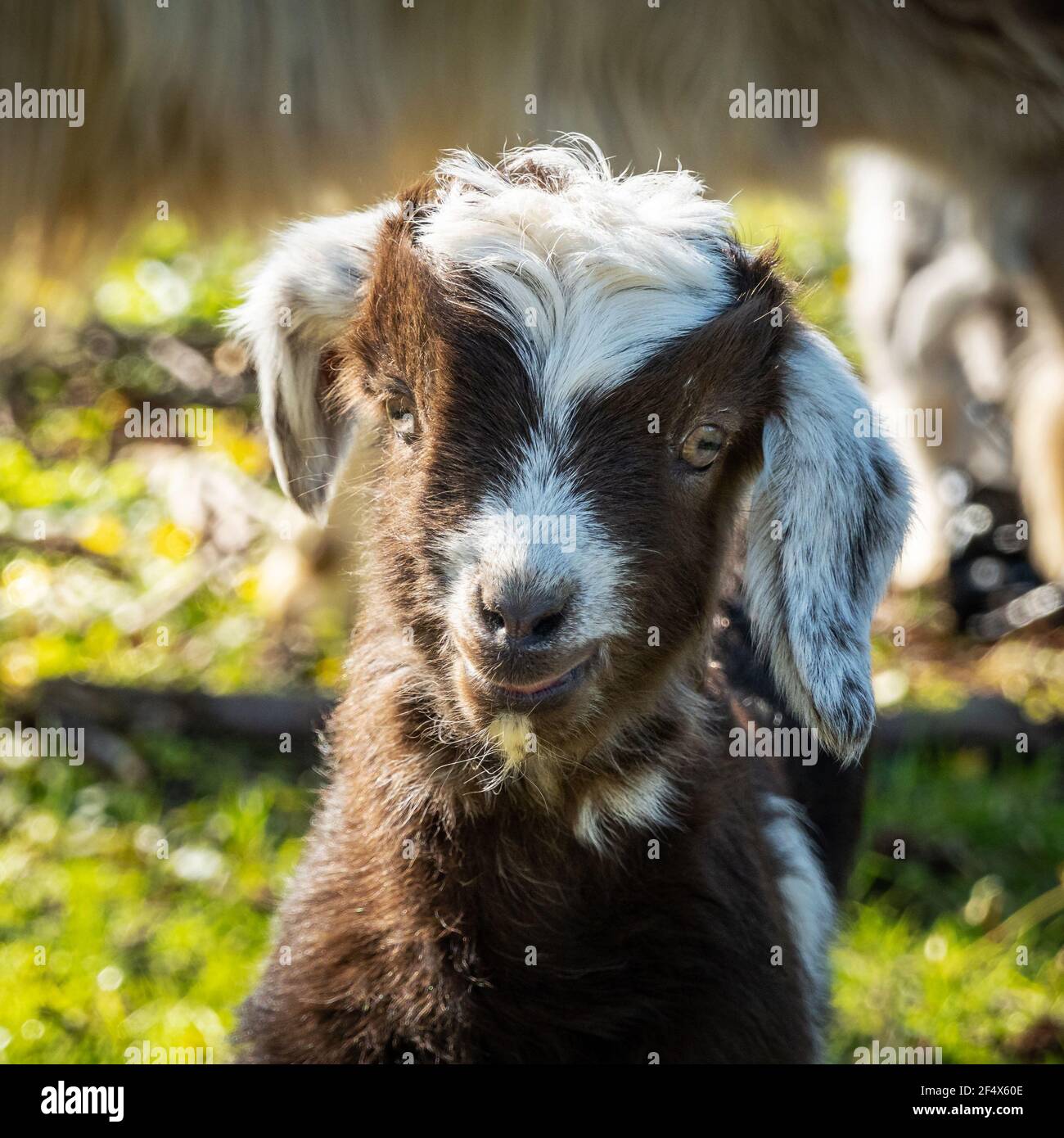 Portrait de chèvre de bébé Banque D'Images