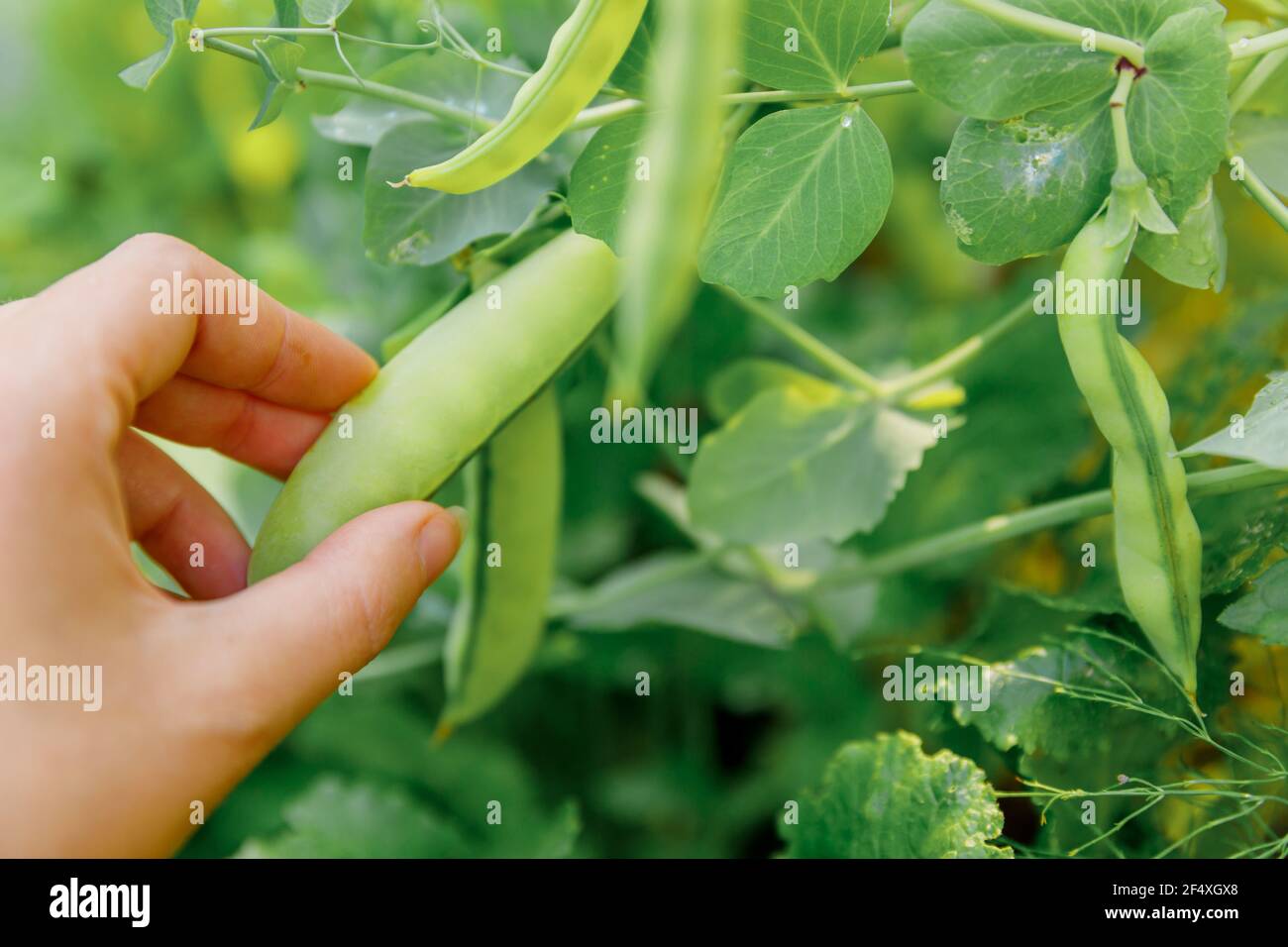 Concept de jardinage et d'agriculture. Femme ouvrier agricole récolte main de pois biologiques mûrs verts frais sur branche dans le jardin. Maison végétalienne végétarienne cultivée f Banque D'Images