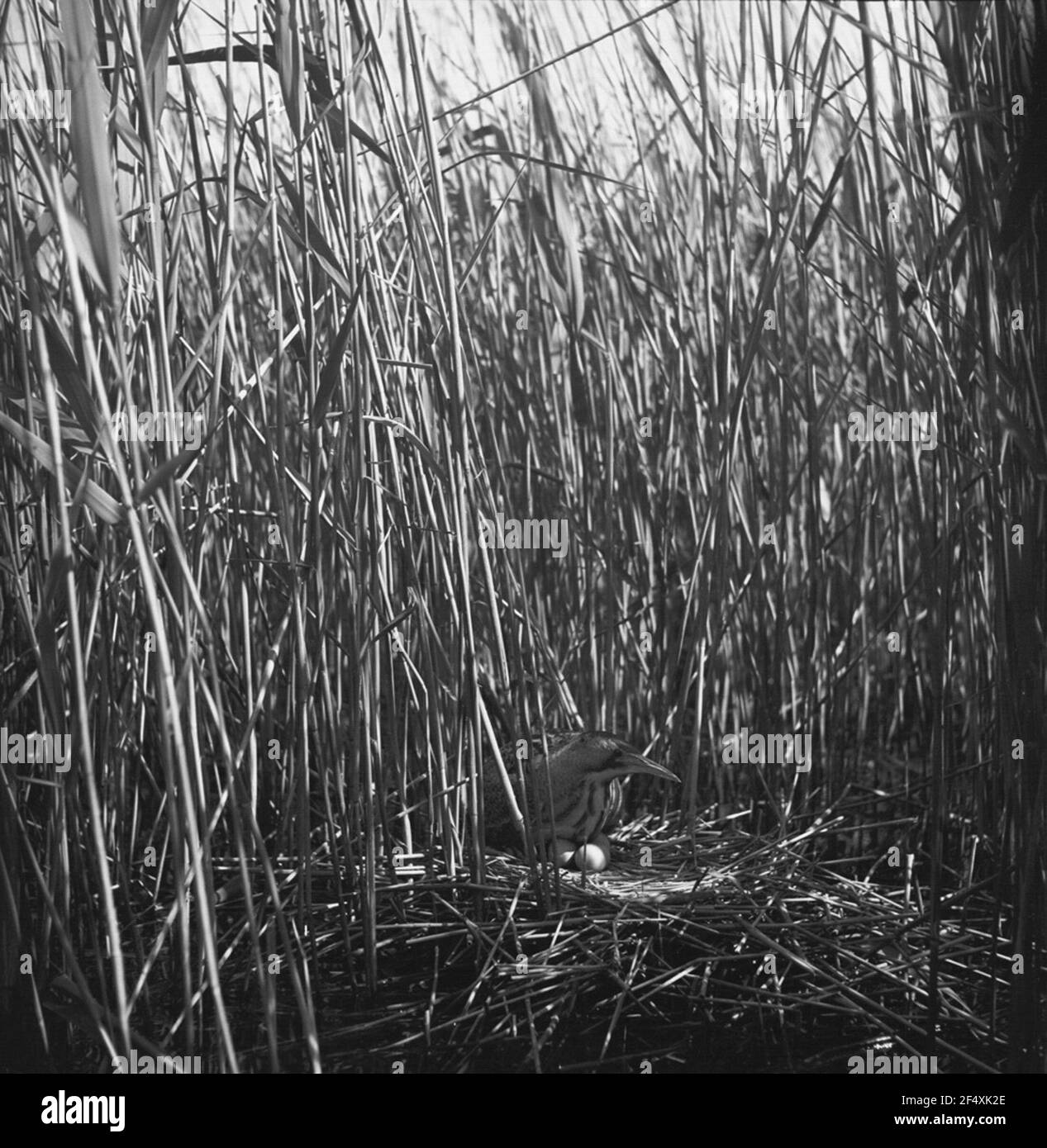 butor étoilé Banque D'Images