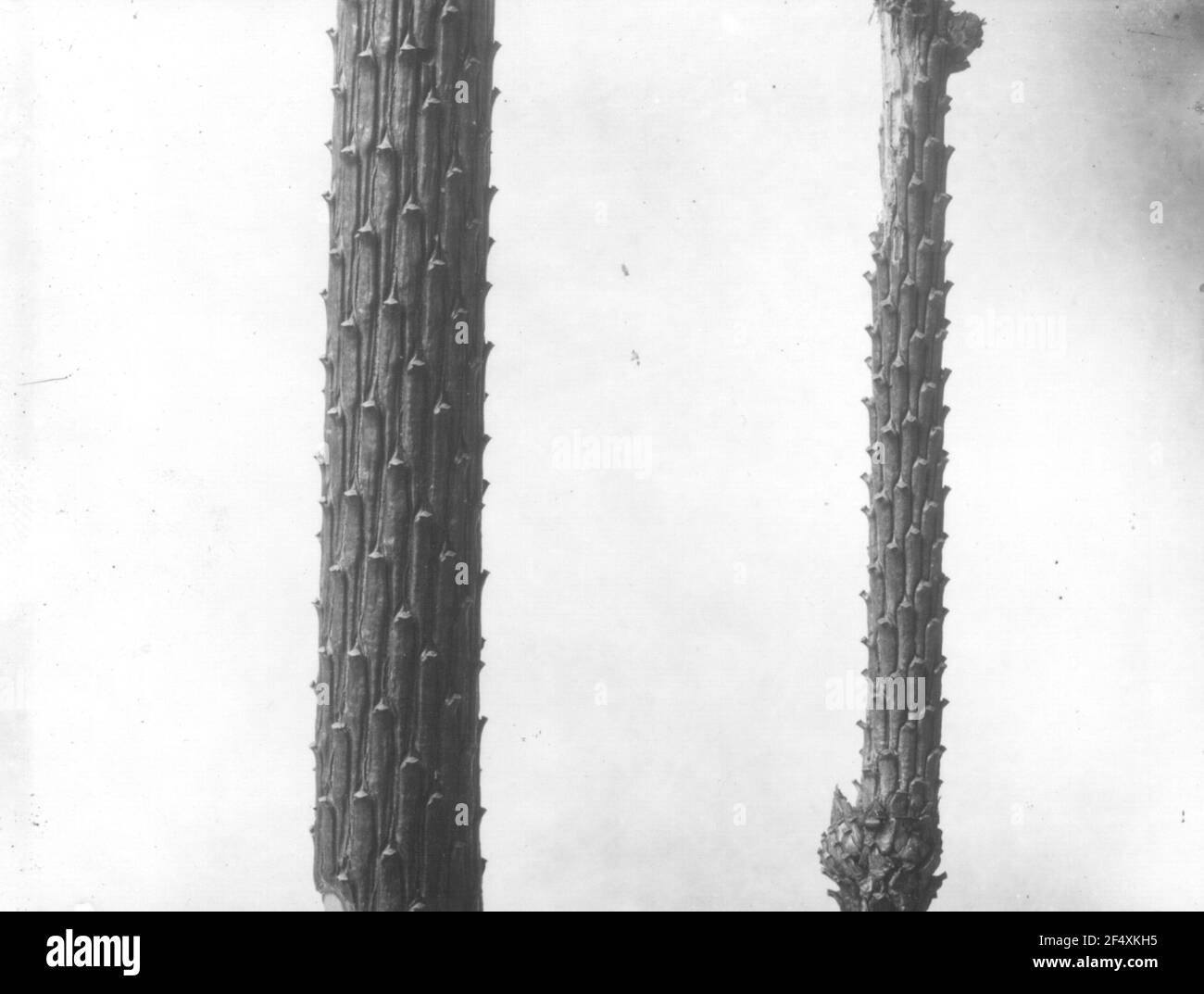 Épinette commune (Picea ABIES), deux scores obscurcis de résistance différente Banque D'Images