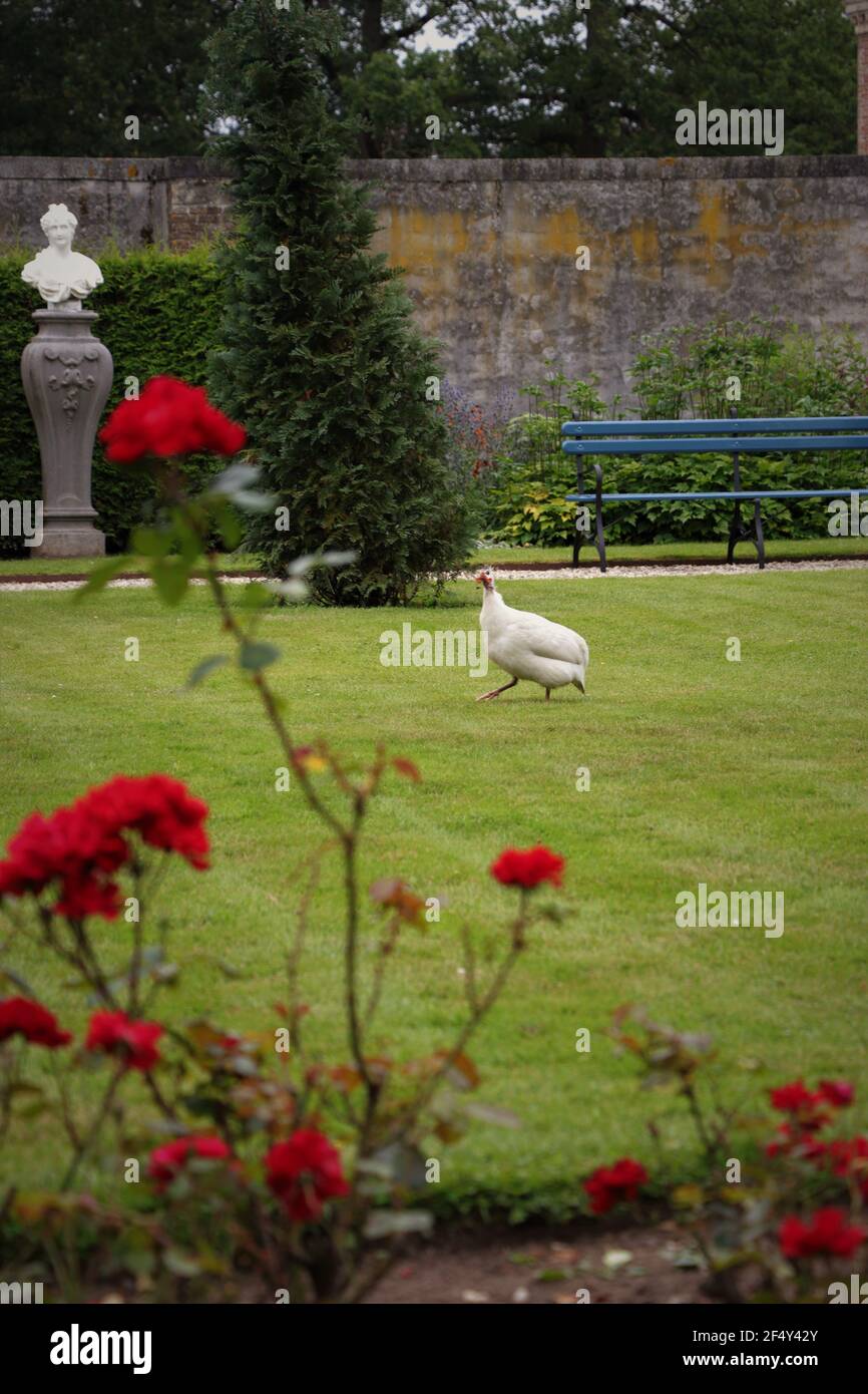 La chouette de Guinée dans les jardins du château de Heeswijk, aux pays-Bas Banque D'Images