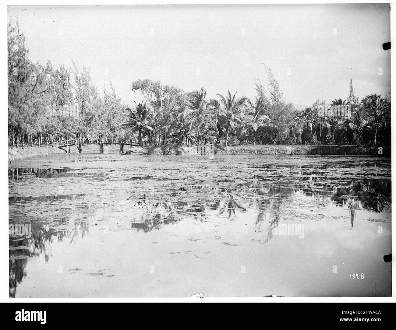 Honolulu, États-Unis. Vue sur l'étang ou le lac avec souvenirs aquatiques, petit pont et végétation luxuriante Banque D'Images