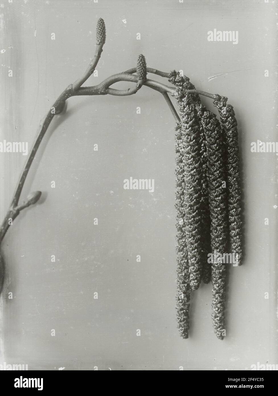 Inflorescence des boîtes noires (Alnus glutinosa) Banque D'Images