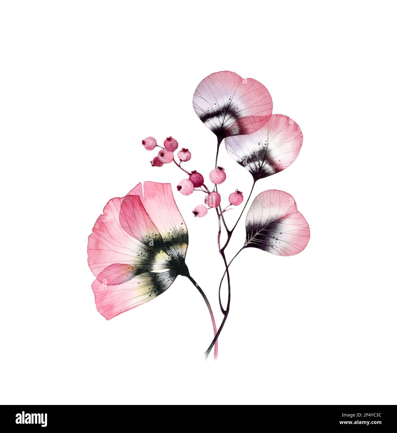 Bouquet d'aquarelle vintage. Fleur d'anémone transparente avec feuilles. Art botanique peint à la main Illustration florale isolée dans le rose pastel, violet Banque D'Images