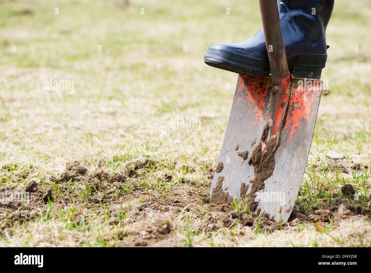 Jardinage, pied sur pelle. Banque D'Images