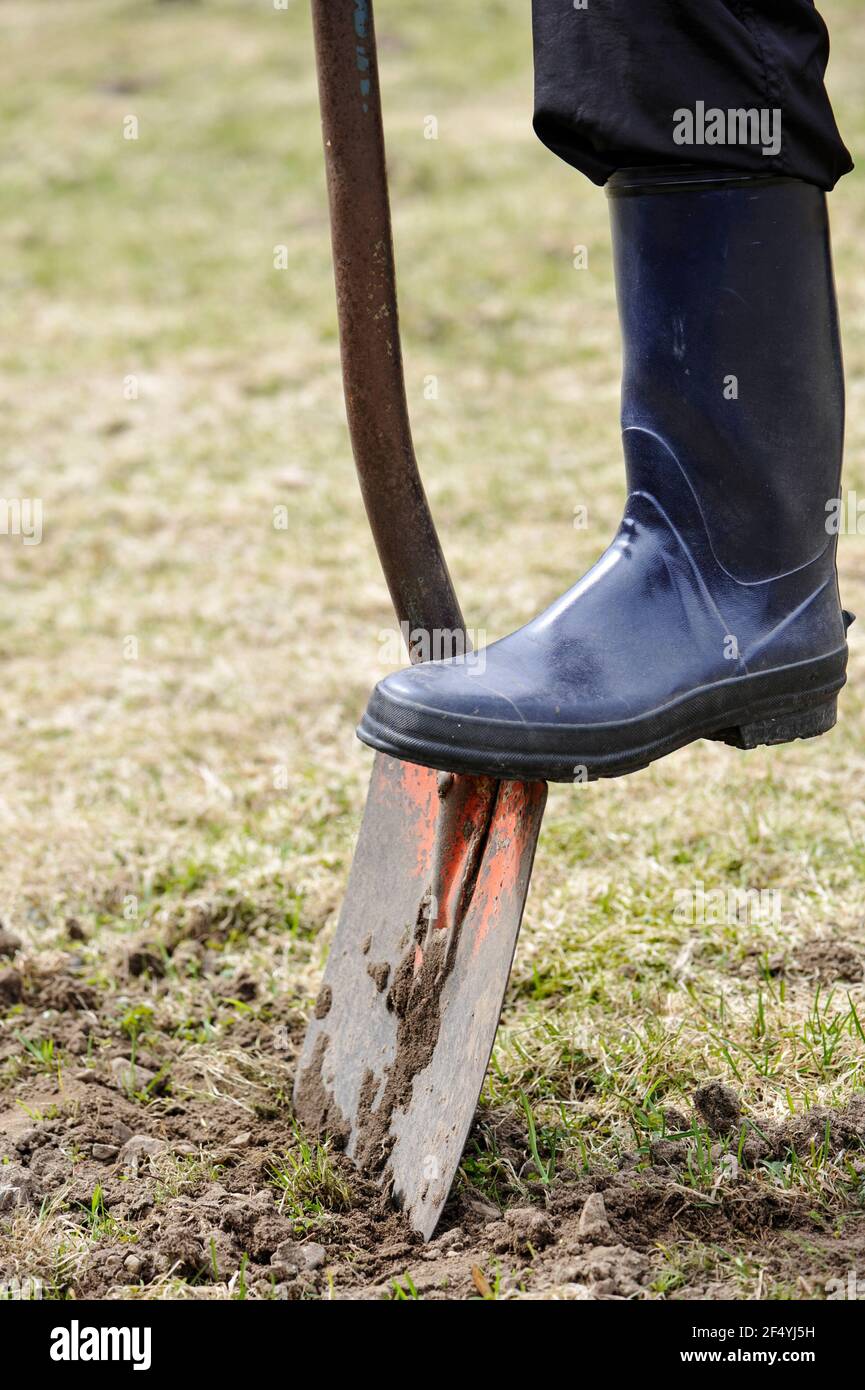 Jardinage, pied sur pelle. Banque D'Images