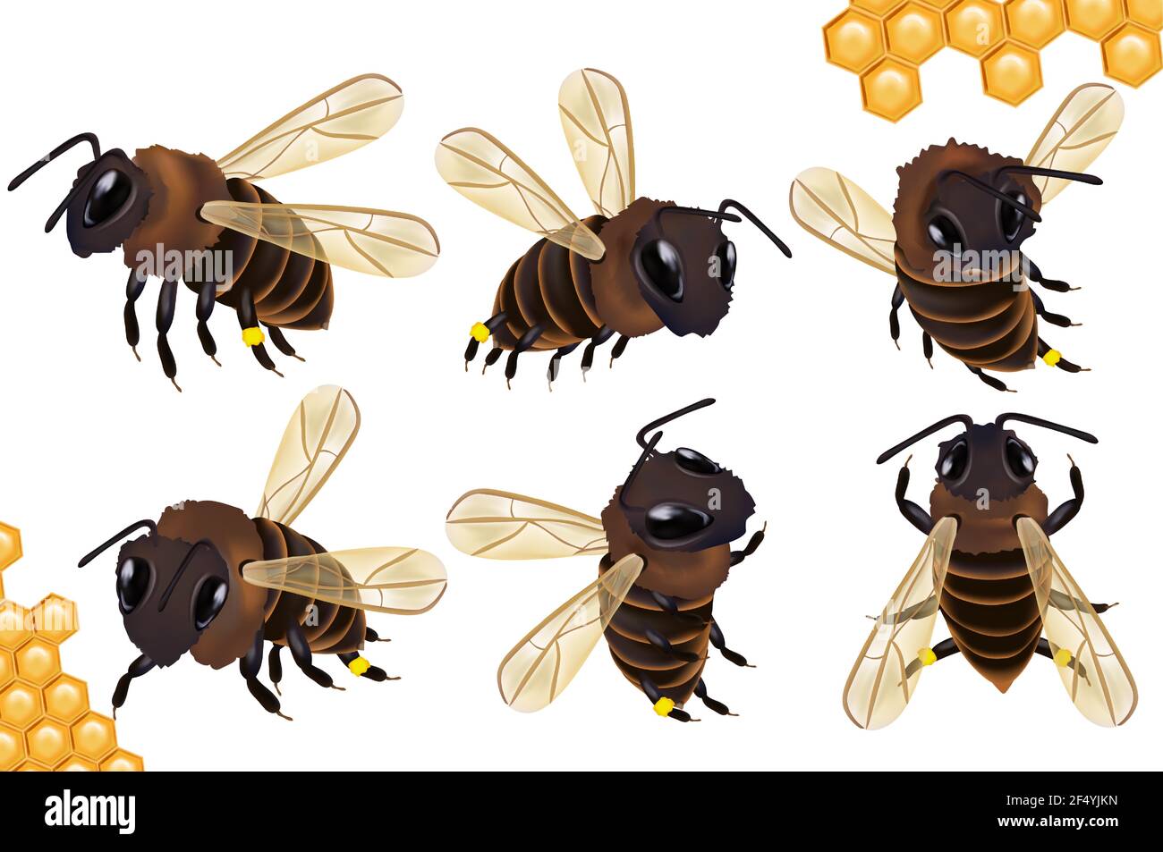 Définir Honey Bee sous différents angles sur fond blanc. Icône abeille en nid d'abeille. Illustration vectorielle. Illustration de Vecteur