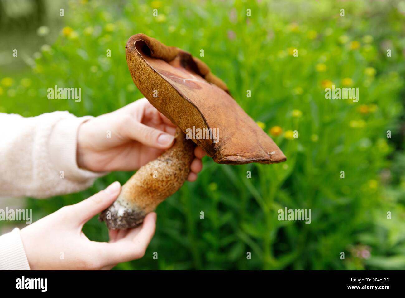 Main femelle tenant des champignons comestibles crus avec le chapeau brun Penny Bun en arrière-plan de la forêt d'automne. Récolte de gros champignons ceps dans un environnement naturel Banque D'Images