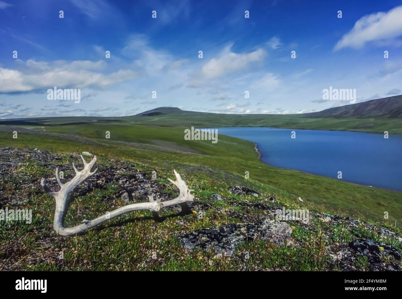 Caribou, Rangifer tarandus, bois près d'un lac sans nom où les contreforts de la chaîne Brooks rencontrent la plaine arctique, Gates of the Arctic National Pa Banque D'Images