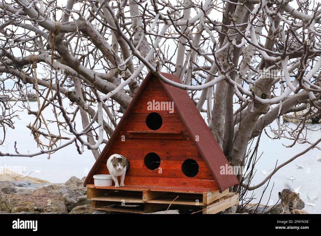 Maison de chat rouge et chats errants sous un arbre à Une plage rocheuse d'Istanbul Banque D'Images