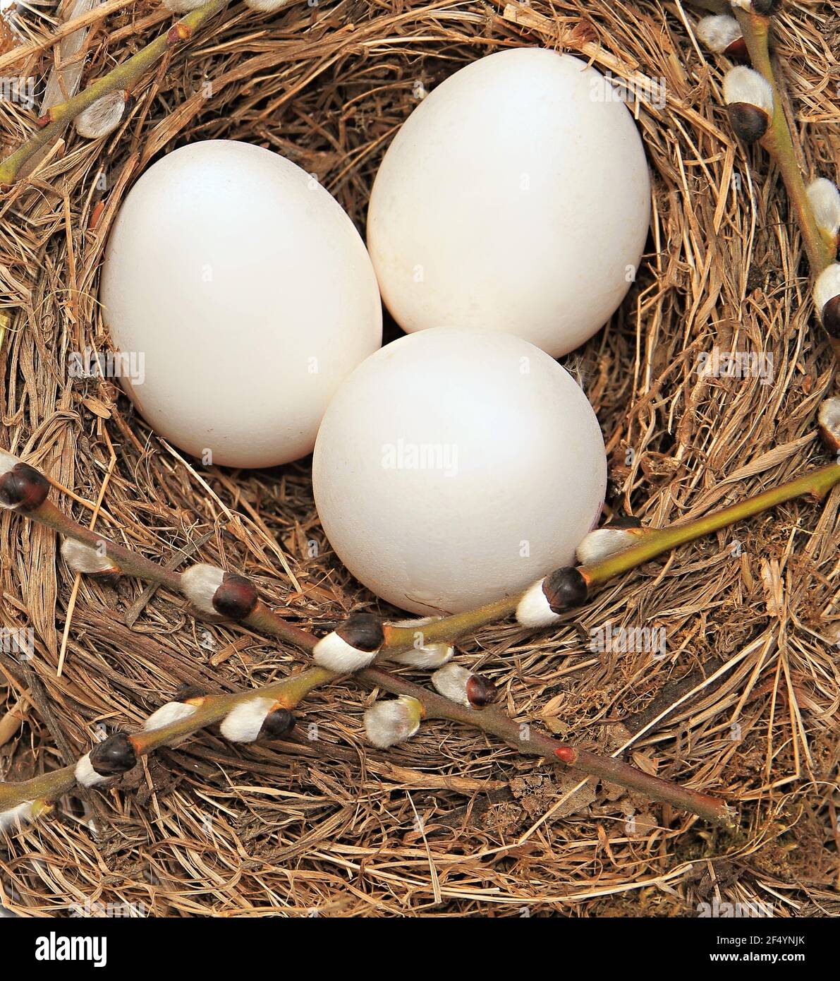 Oeufs d'oiseaux blancs dans un nid à la photo de stock de Pâques Banque D'Images