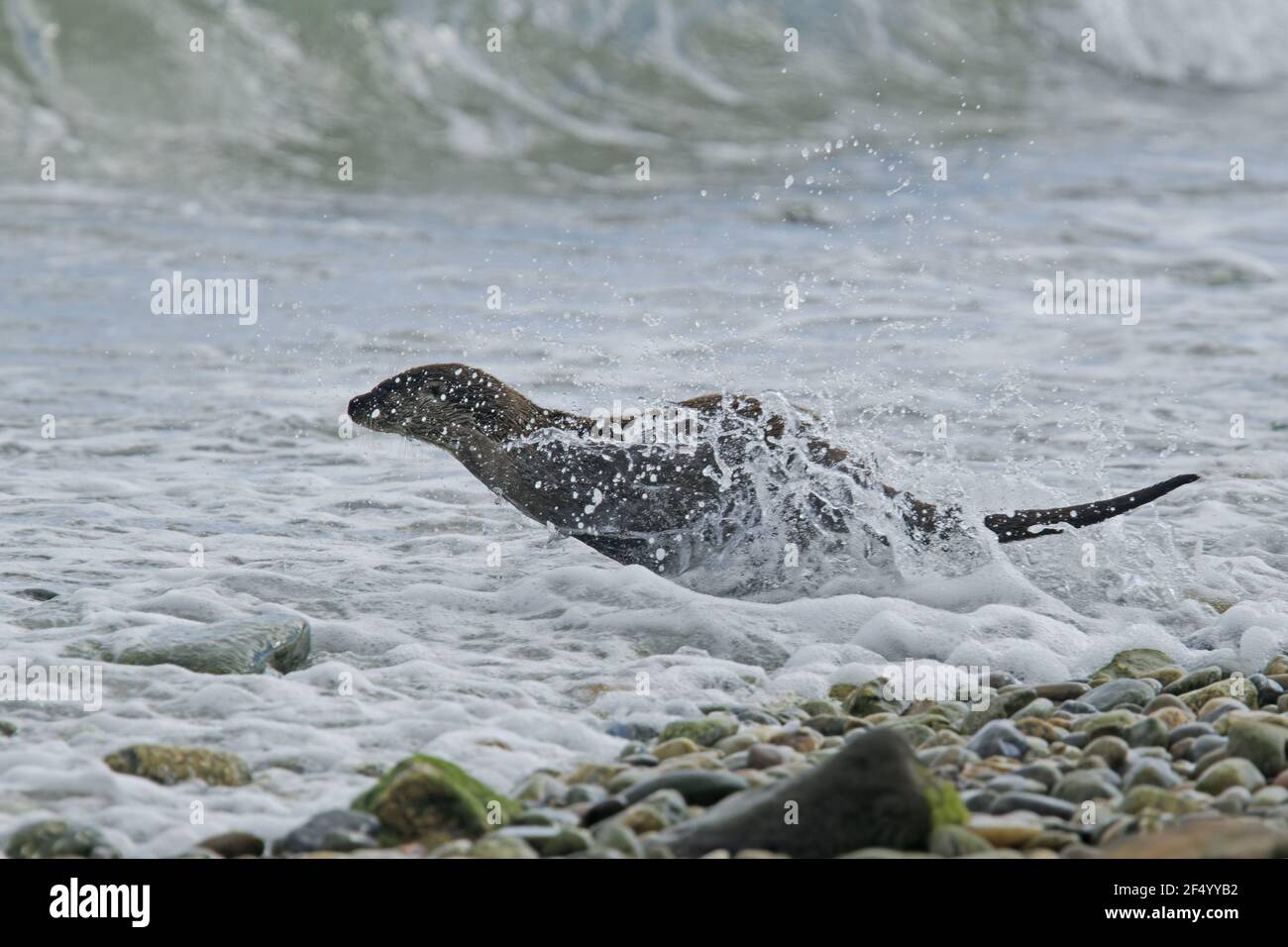 Otter traversant la plage vers l'algue Lutra lutra Shetland, Royaume-Uni MA002395 Banque D'Images