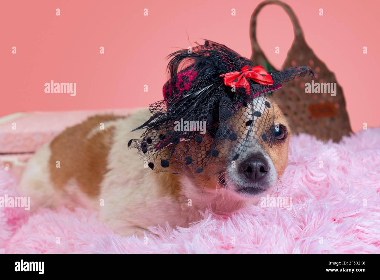 chien adulte en chapeau en fourrure rose avec valise décorative gros plan Banque D'Images