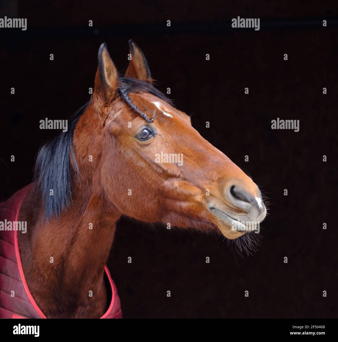 Gros plan de la tête de cheval. La couleur marron de l'animal Banque D'Images