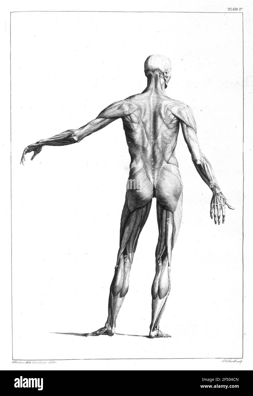 Muscles de l'homme (dorsal) Banque D'Images