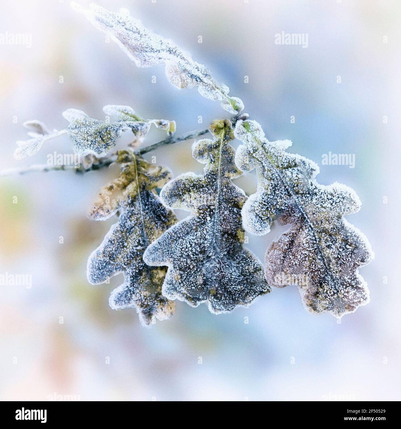 Feuilles de chêne recouvertes de gel le matin de novembre 2016 Banque D'Images