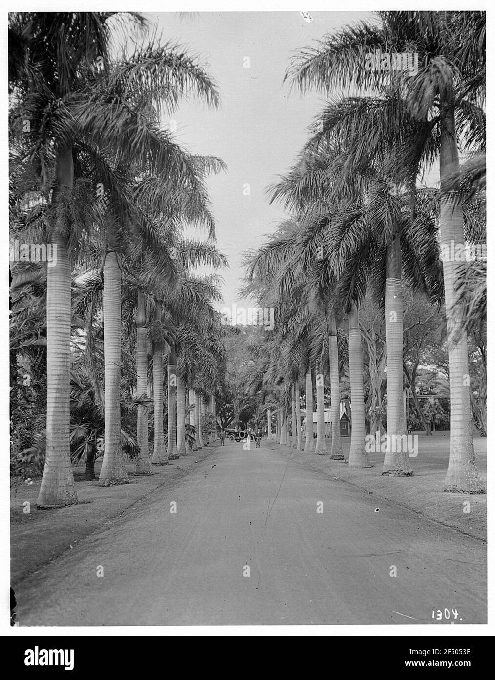 Honolulu, États-Unis. Palmenallee avec l'automobile et les locaux, au bout de l'avenue qui vous attend Banque D'Images