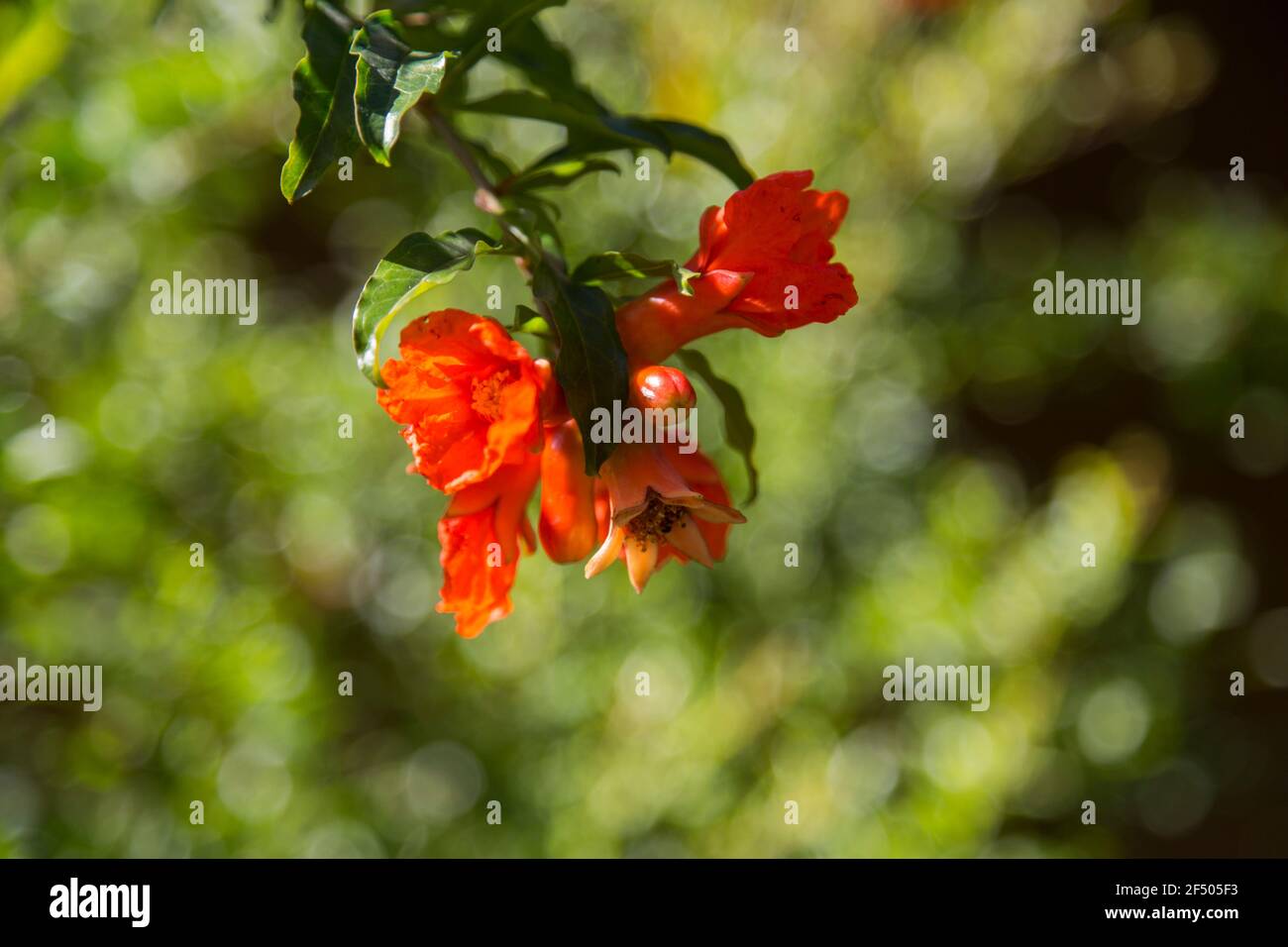 Fleurs et plantes dans un jardin résidentiel Jundiai, Sao Paulo, Brésil Banque D'Images