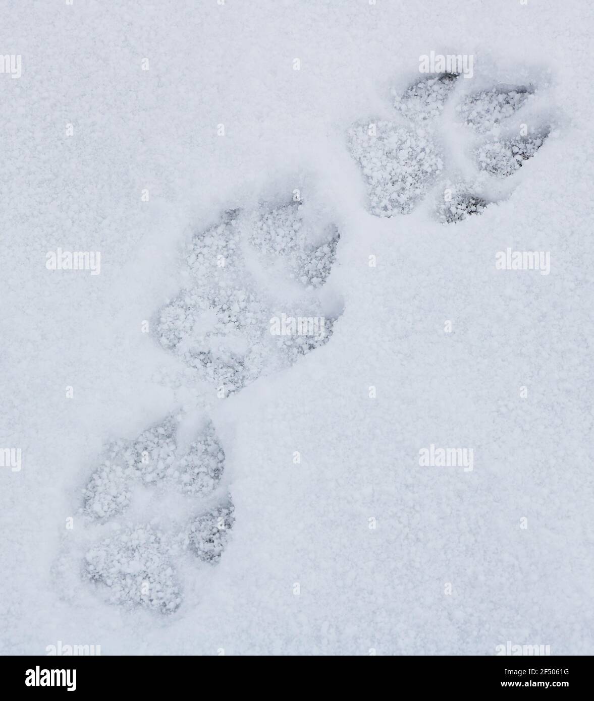 Imprimé chien sur la neige fraîche, gros plan. Banque D'Images
