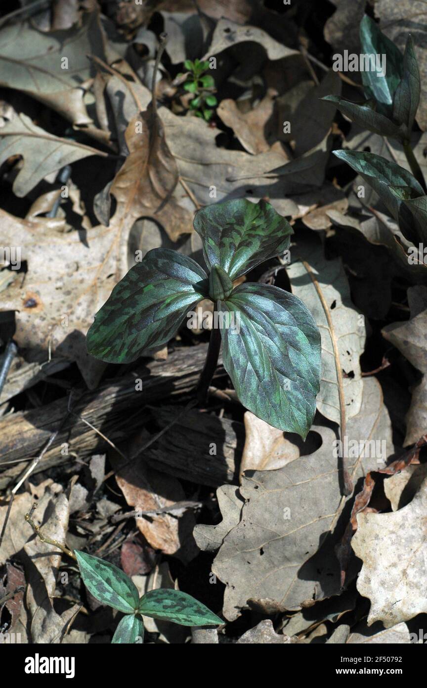 Trillium des Prairies émergeant à travers les feuilles sur le fond de la forêt Banque D'Images